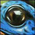 Augenblick eines blauen Pfeilgiftfrosches; Acryl auf Leinwand;
30 x 30 cm